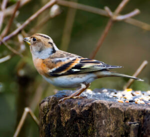 Brambling, by Dave Ward