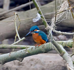 Kingfisher, by Dave Ward