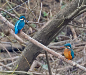 Pair of Kingfishers, by Dave Ward
