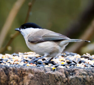 Marsh Tit, by Dave Ward