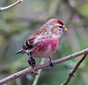 Redpoll, by Dave Ward