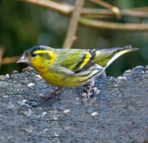 Siskin, by Dave Ward