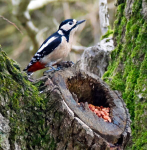 Great Spotted Woodpecker, by Dave Ward