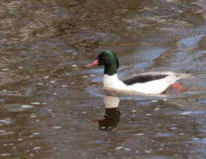 Goosander, by Trevor Baker