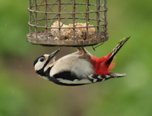 Great Spotted Woodpecker, by Trevor Baker
