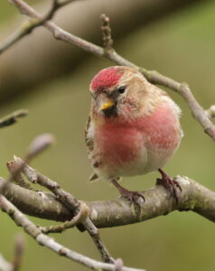 Lesser Redpoll, by Trevor Baker