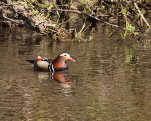 Mandarin Duck, by Trevor Baker