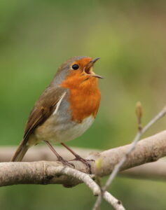 Robin, by Trevor Baker