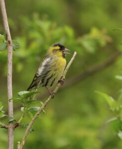 Siskin, by Trevor Baker