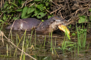 Otter, by Steve Black