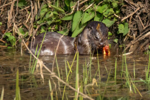 Otter, by Steve Black