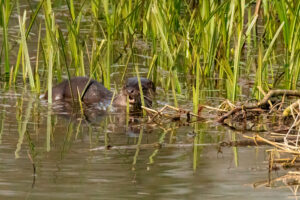 Otter, by Steve Black