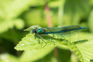 Banded Demoiselle, by David Mitchell