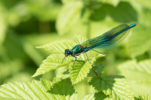 Banded Demoiselle, by David Mitchell