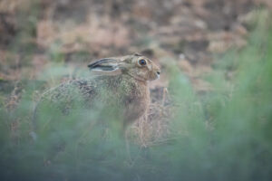 Hare by the track to High Batts, by David Mitchell