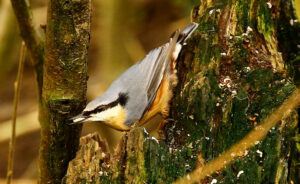 Nuthatch, by John Barber