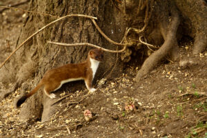 Stoat, by John Barber