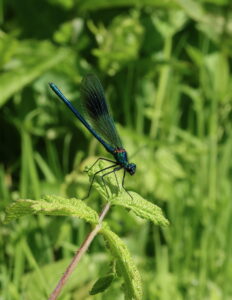 Banded Demoiselle Calopteryx splendens, by Trevor Baker