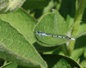 Common Blue Damselfly Enallagma cyathigerum, by Trevor Baker