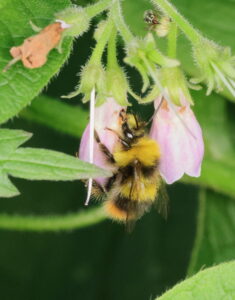 Early Bumble Bee Bombus pratorum, by Trevor Baker