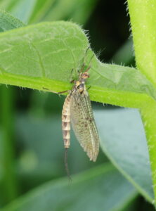 Green Drake Mayfly Ephemera danica, by Trevor Baker