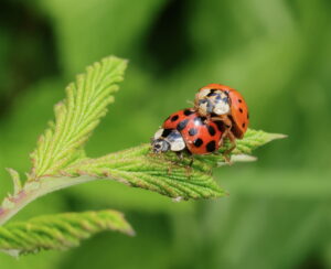 Harlequin Ladybird Harmonia axyridis, by Trevor Baker