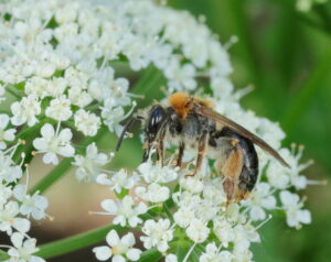 Orange-tailed Mining Bee Andrena haemorrhoa, by Trevor Baker