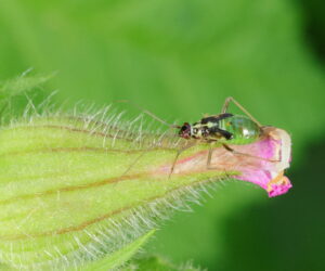 Plant Bug Grypocoris stysi Nymph, by Trevor Baker