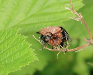 Red-breasted Carrion Beetle Oiceoptoma thoracicum