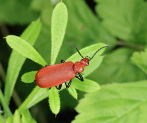 Red-headed Cardinal Beetle Pyrochroa serraticornis, by Trevor Baker