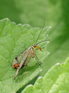 Scorpionfly Panorpa communis, by Trevor Baker