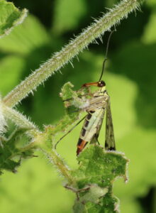 Scorpionfly Panorpa germanica, by Trevor Baker