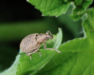 Weevil Liophloeus tessulatus, by Trevor Baker