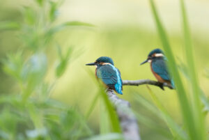 Kingfishers, by David Mitchell