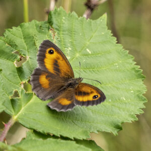 Gatekeeper, by Paul Newey