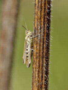 Grasshopper, by Paul Newey