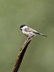 Marsh Tit, by Paul Newey