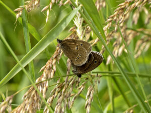 Ringlets Mating, by Paul Newey