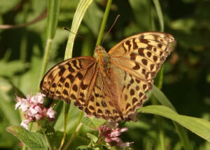 Silver Washed Fritillary, by Eric Ward