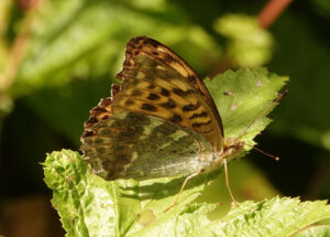 Silver Washed Fritillary, by Eric Ward