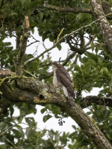 Sparrowhawk, by Paul Newey