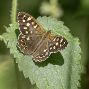 Speckled Wood, by Paul Newey