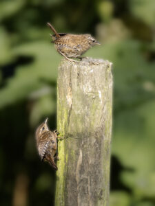 Wrens, by Paul Newey