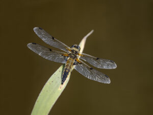 Four-Spotted Chaser, by Paul Newey