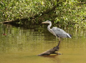 Grey Heron, by Trevor Baker