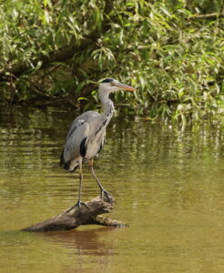 Grey Heron, by Trevor Baker
