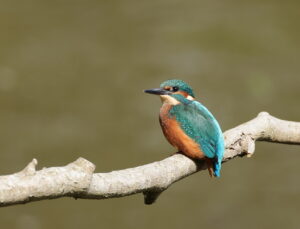 Kingfisher, by Trevor Baker