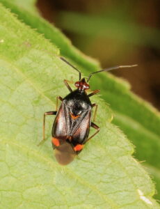 Red Bug Deraeocoris ruber, by Trevor Baker