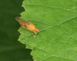 Rust Fly Psila fimetaria, by Trevor Baker