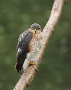 Sparrowhawk, by Trevor Baker